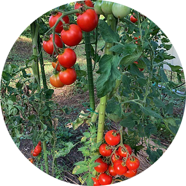 トマト畑